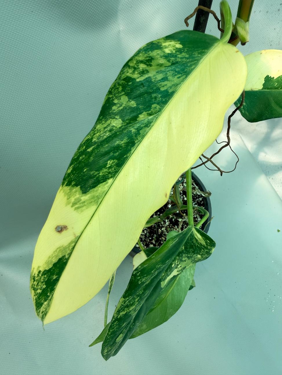 Philodendron Domesticum Variegata 7