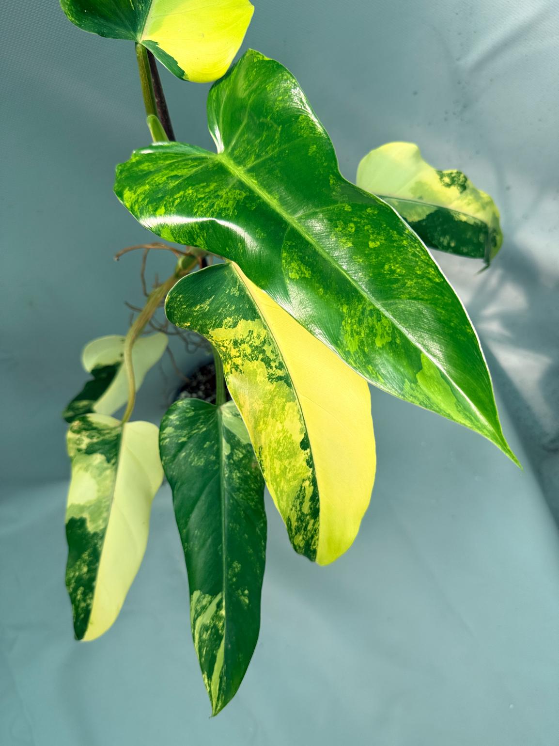 Philodendron Domesticum Variegata 9