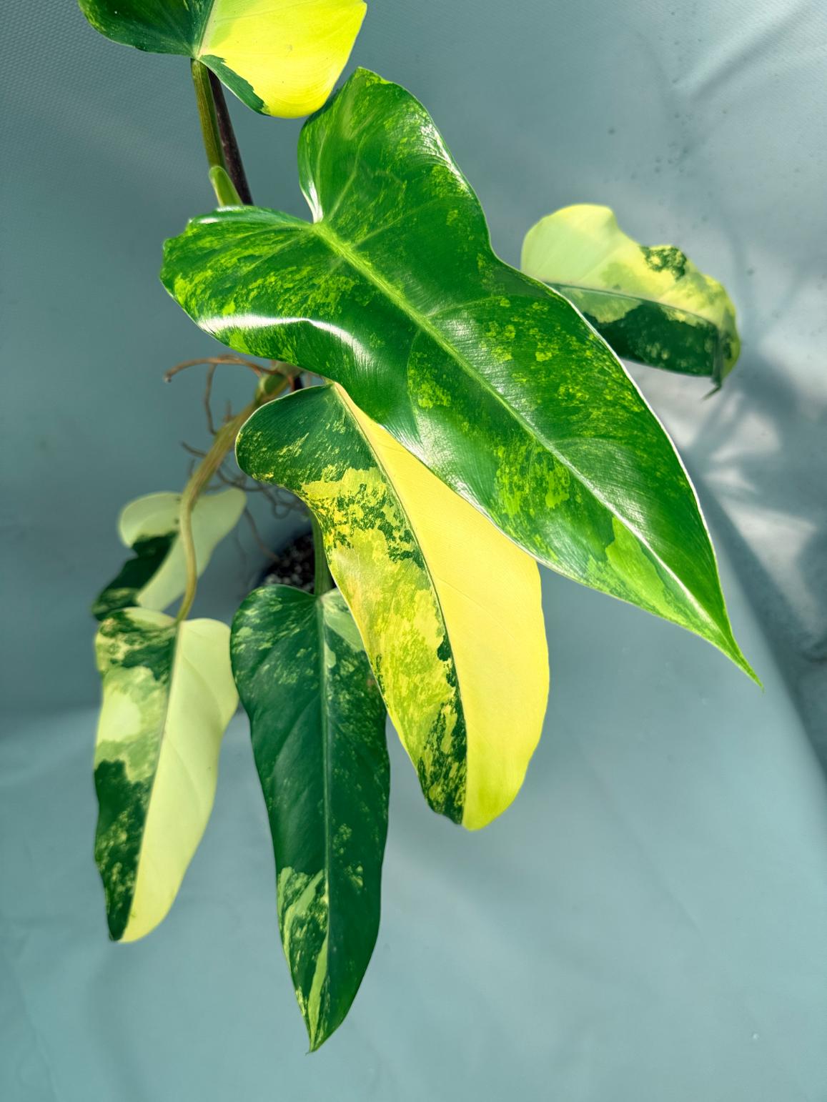 Philodendron Domesticum Variegata 10