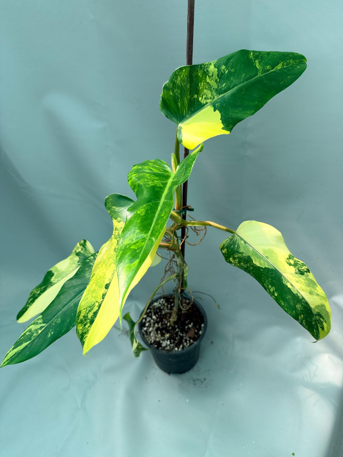 Philodendron Domesticum Variegata 11