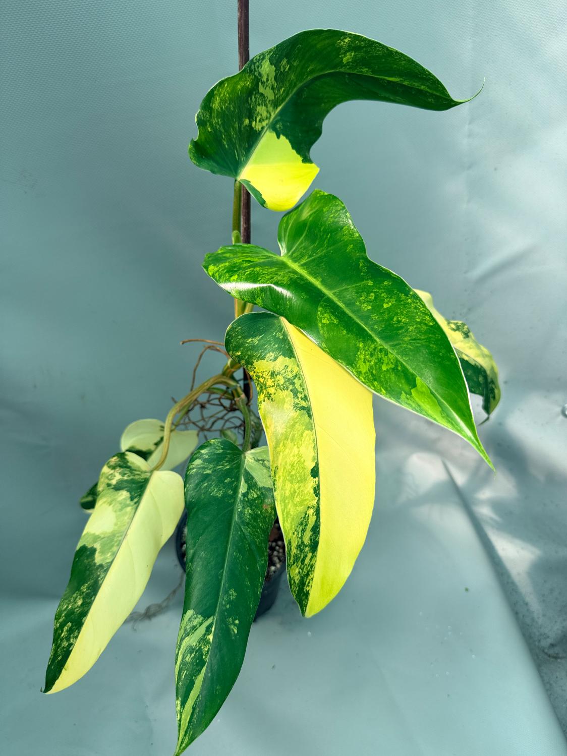 Philodendron Domesticum Variegata 2