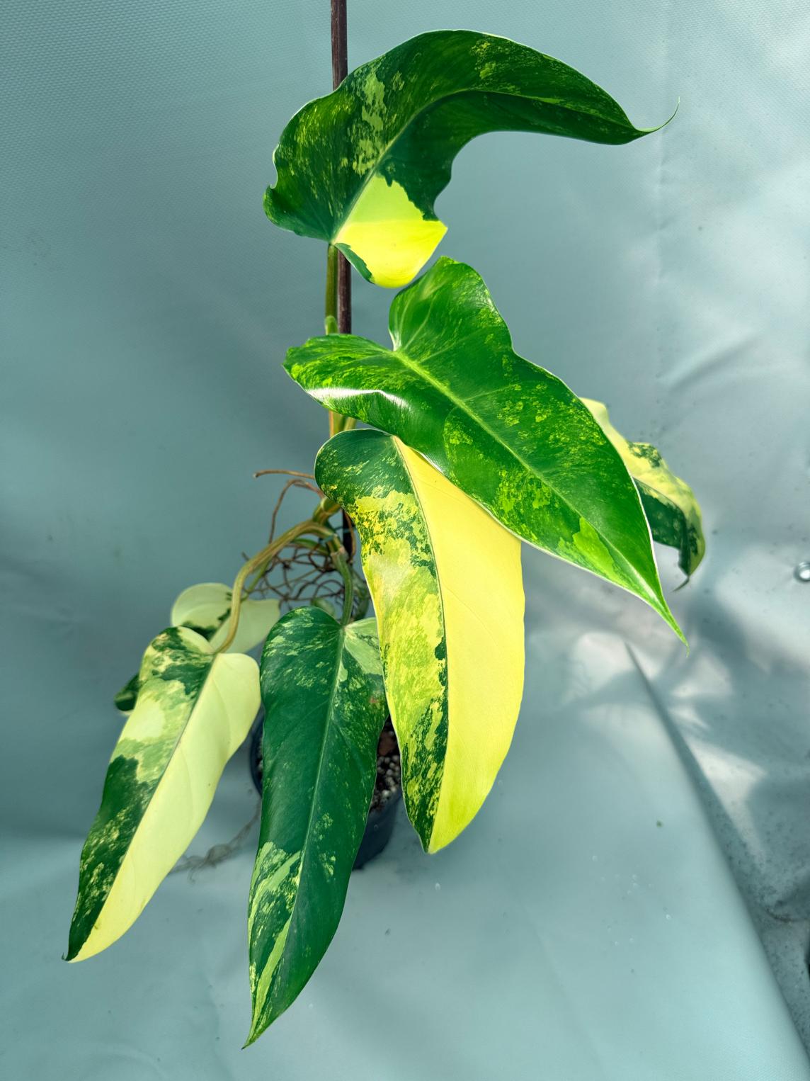 Philodendron Domesticum Variegata 3