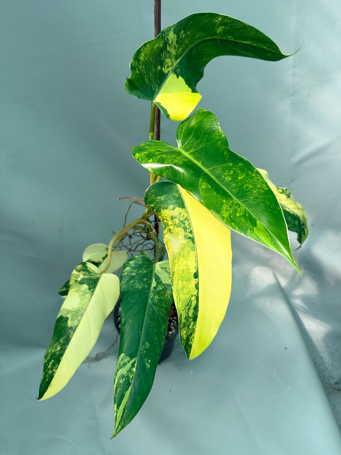 Philodendron Domesticum Variegata 4