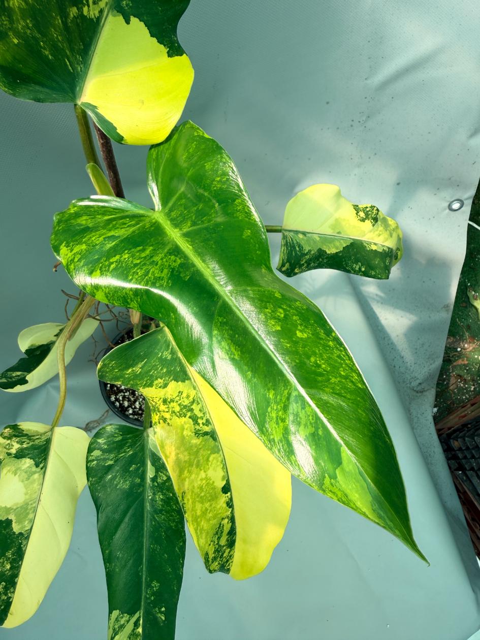 Philodendron Domesticum Variegata 5