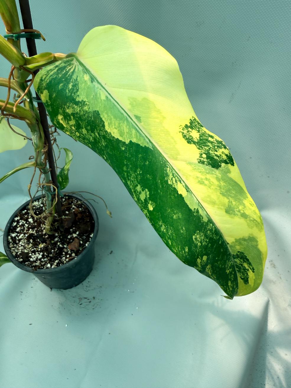 Philodendron Domesticum Variegata 6