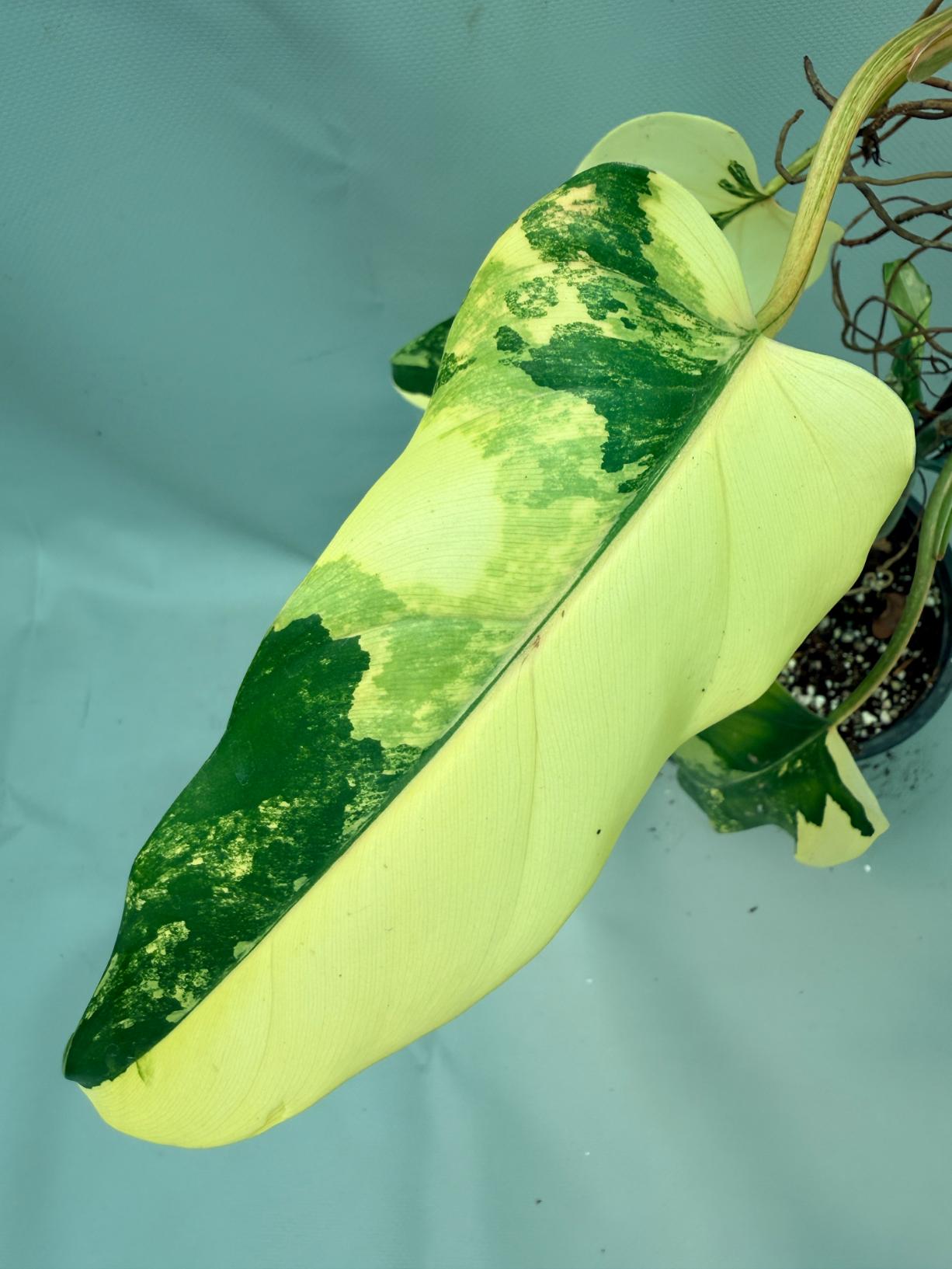 Philodendron Domesticum Variegata 7