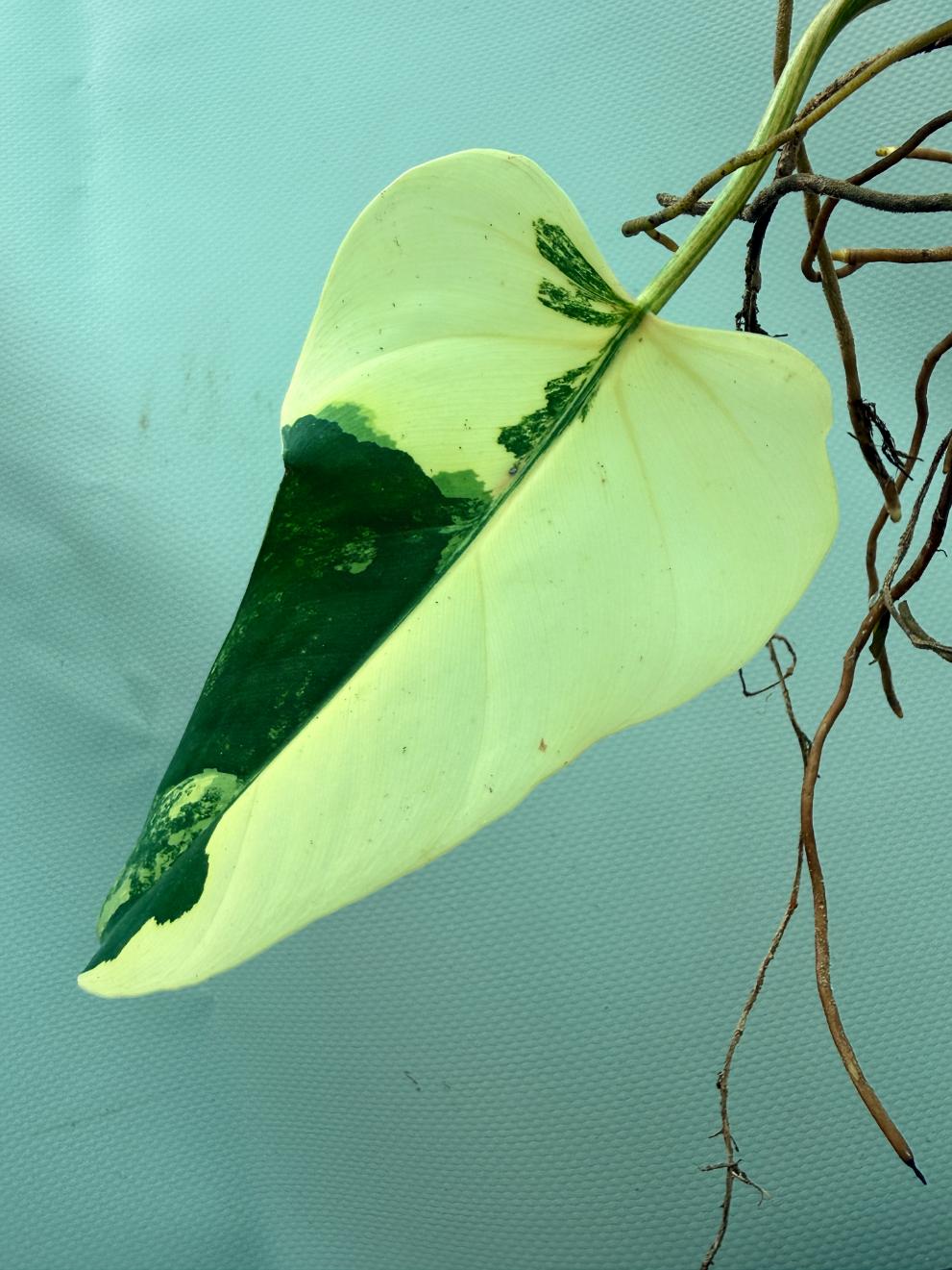 Philodendron Domesticum Variegata 8