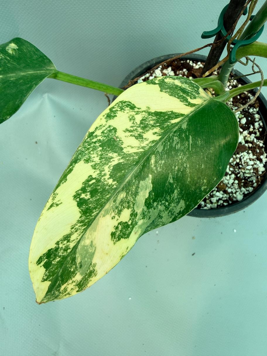 Philodendron Domesticum Variegata 10