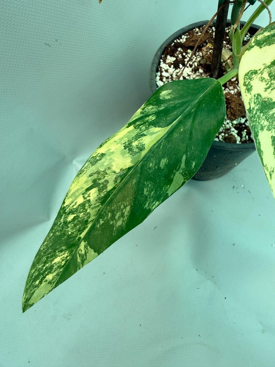 Philodendron Domesticum Variegata 11