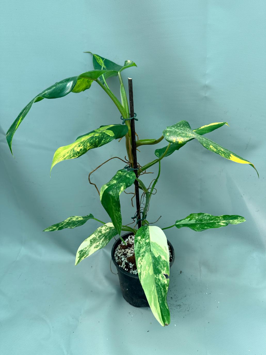 Philodendron Domesticum Variegata 12