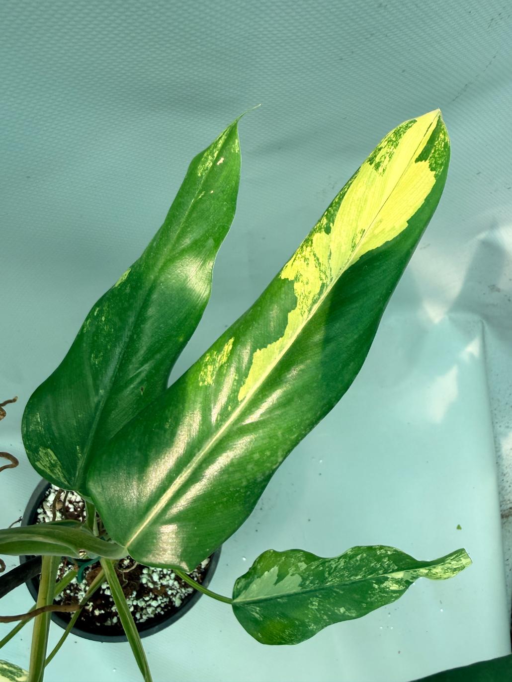 Philodendron Domesticum Variegata 13