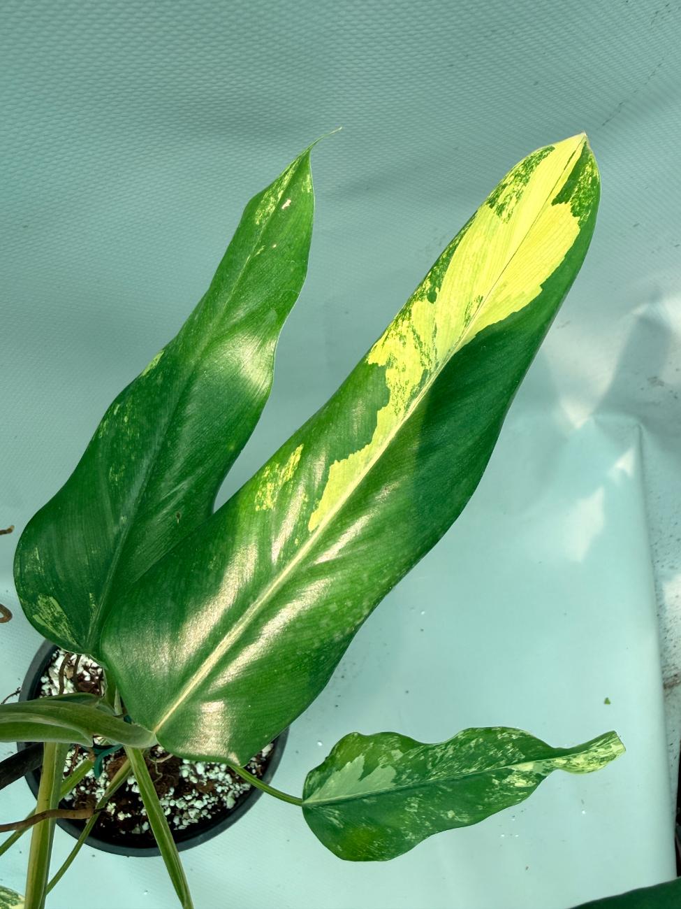 Philodendron Domesticum Variegata 14