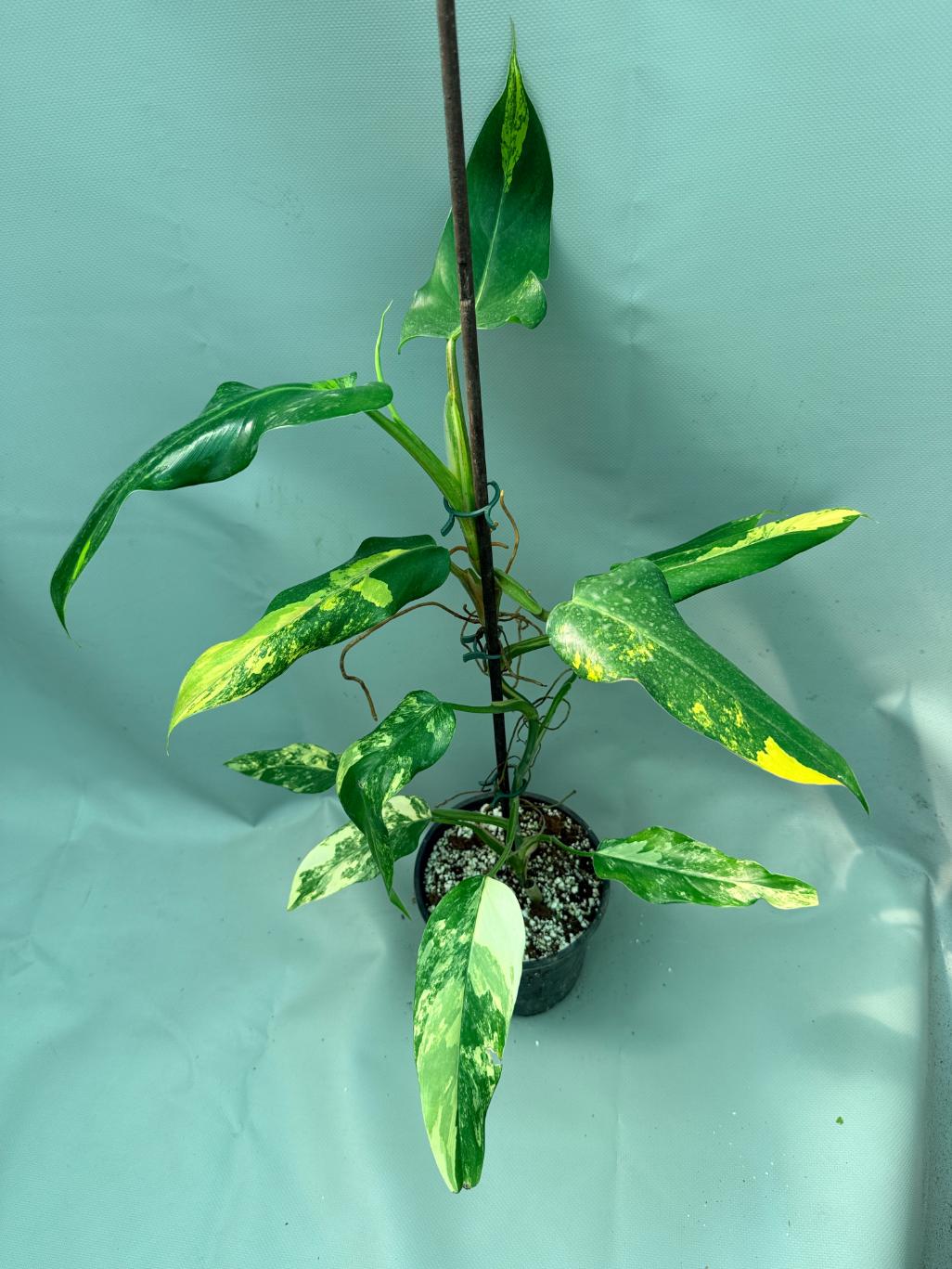 Philodendron Domesticum Variegata