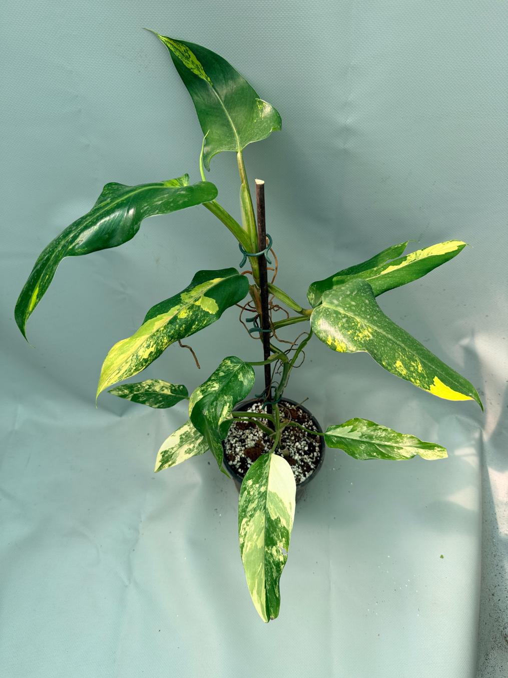 Philodendron Domesticum Variegata 2