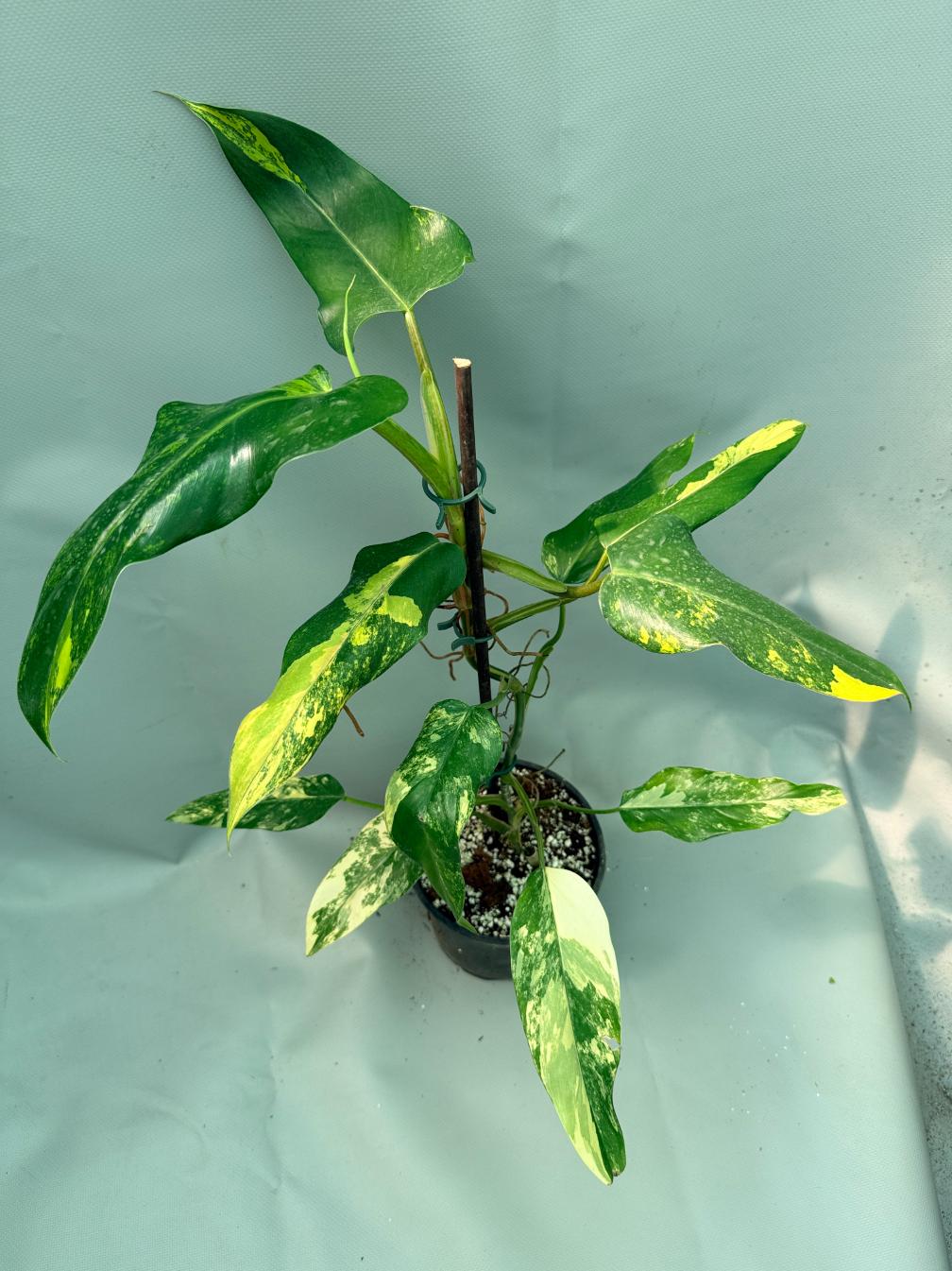 Philodendron Domesticum Variegata 3