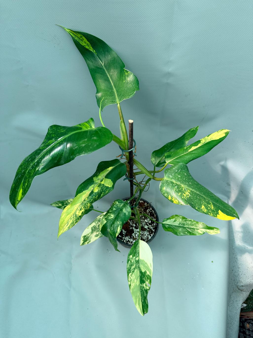 Philodendron Domesticum Variegata 4