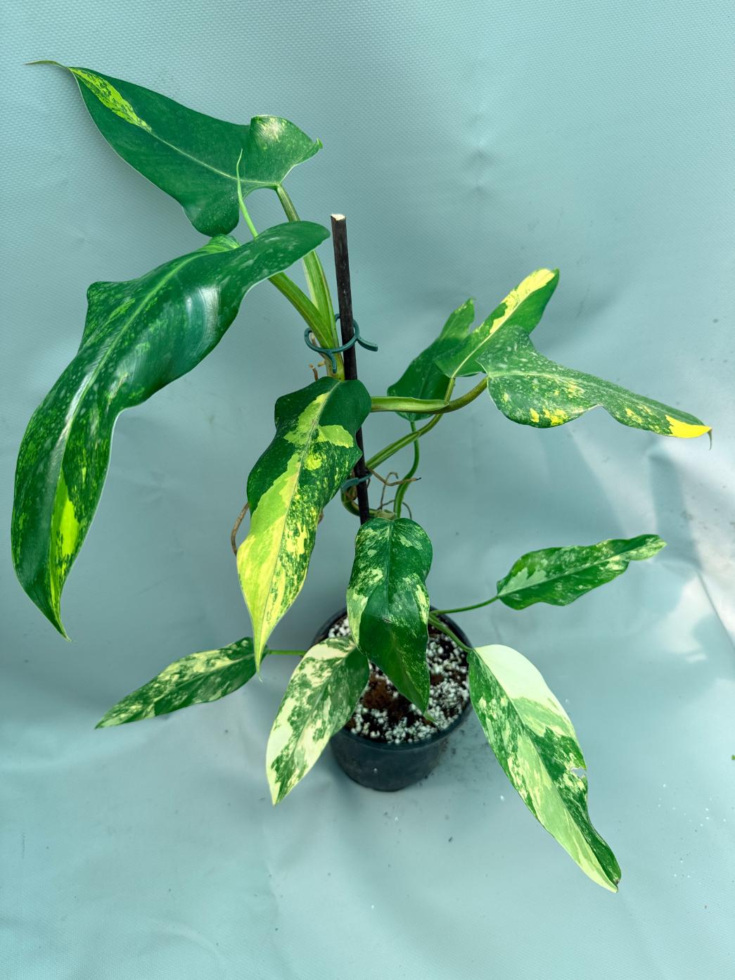 Philodendron Domesticum Variegata 6