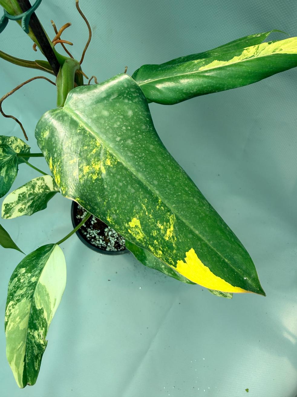 Philodendron Domesticum Variegata 7