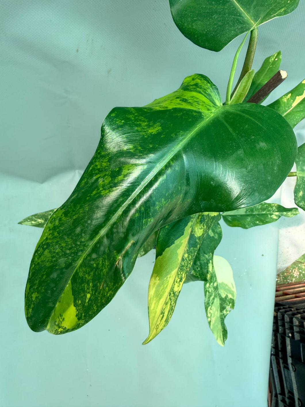 Philodendron Domesticum Variegata 8