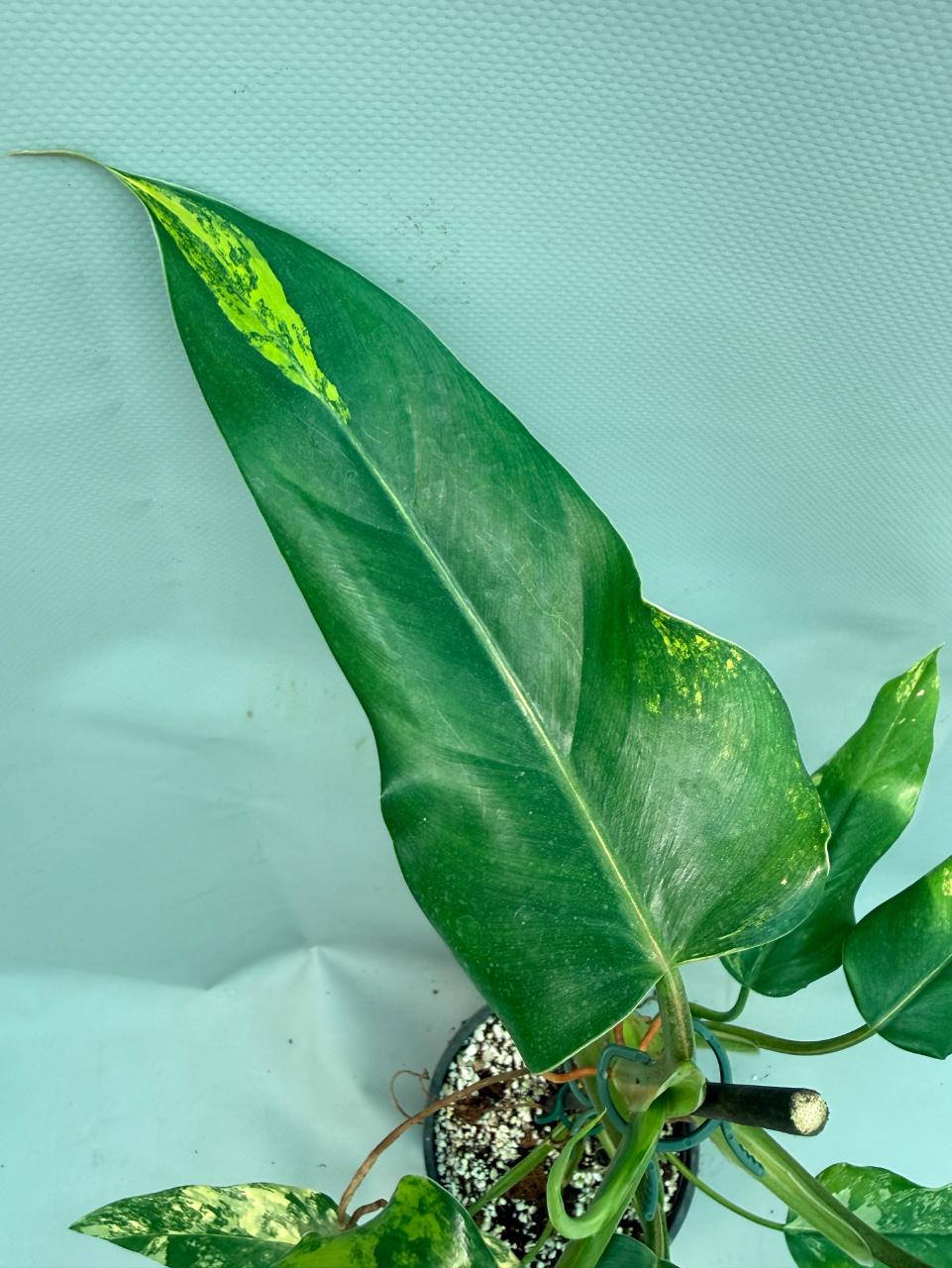 Philodendron Domesticum Variegata 9