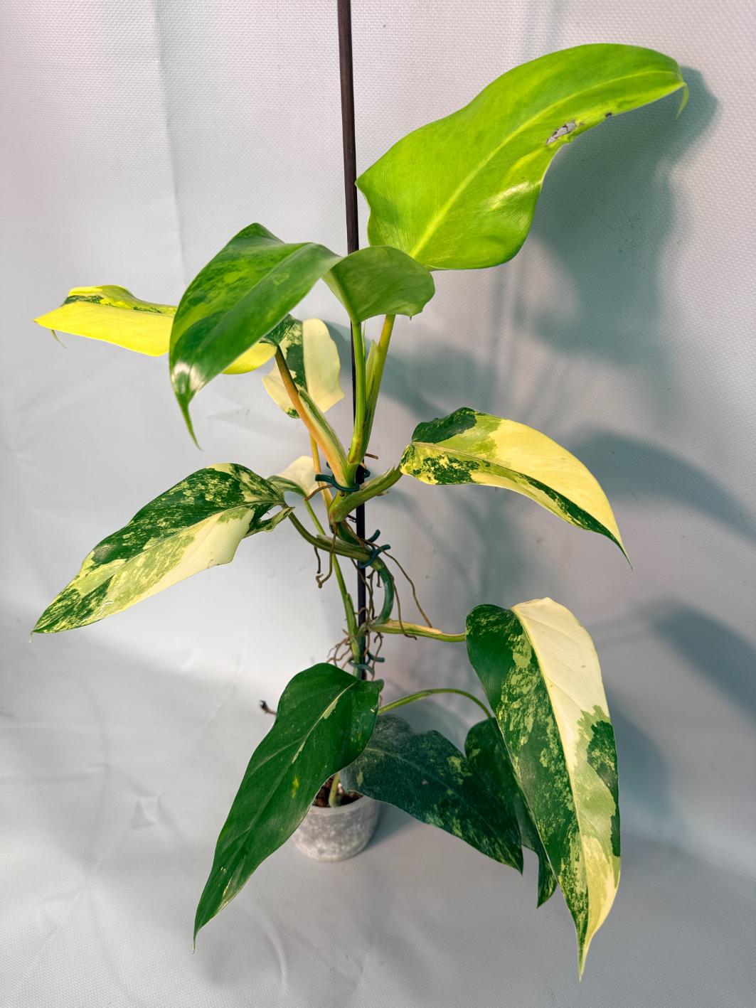 Philodendron Domesticum Variegata 08
