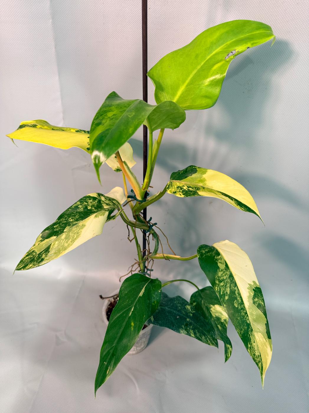 Philodendron Domesticum Variegata 01