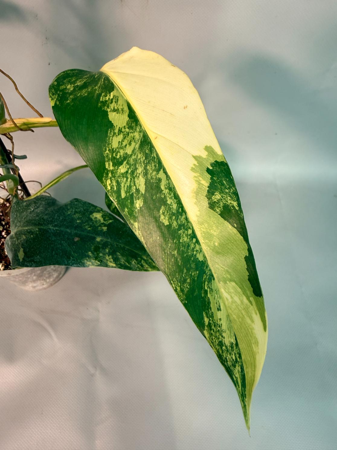 Philodendron Domesticum Variegata 02