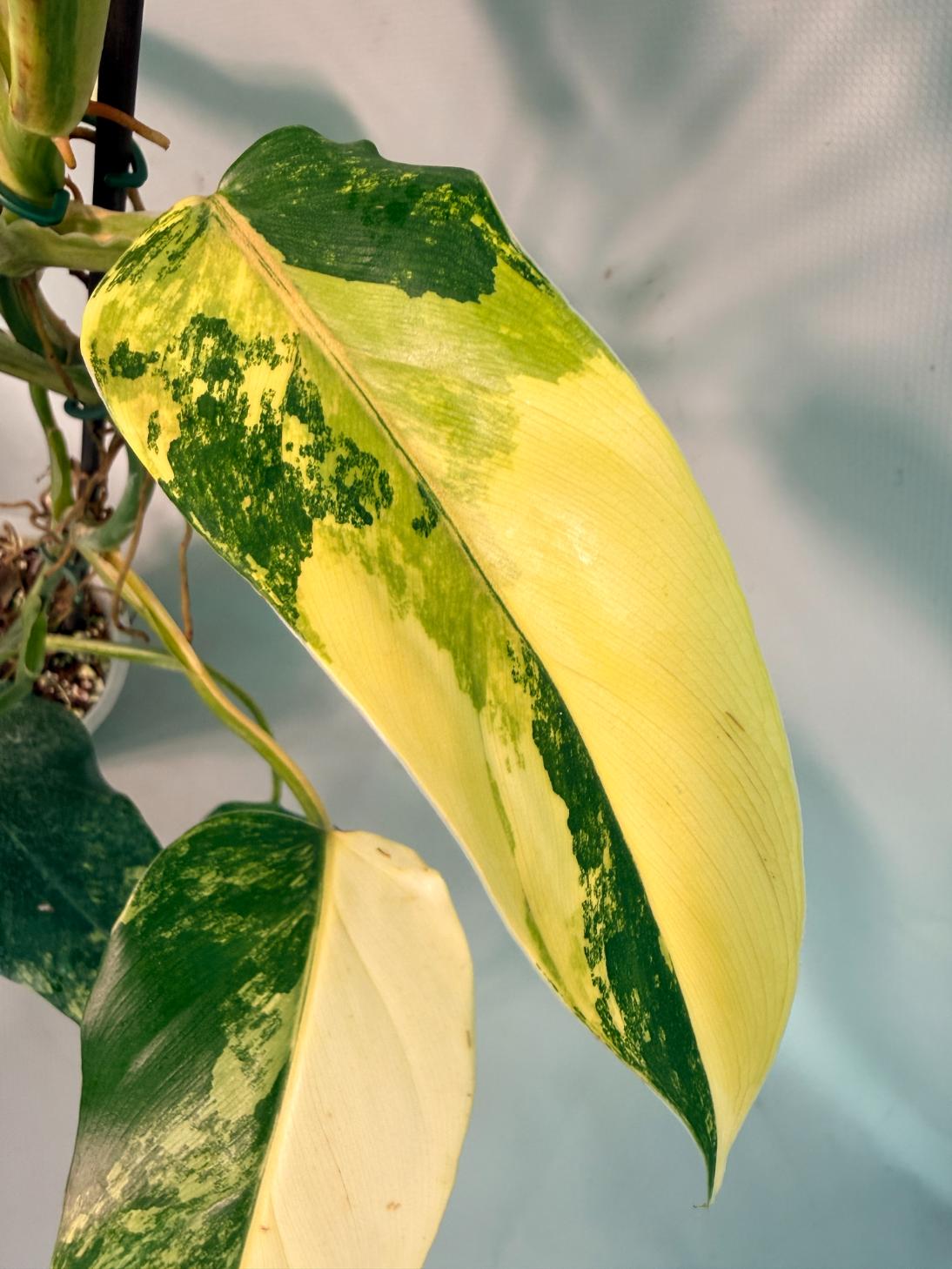 Philodendron Domesticum Variegata 03