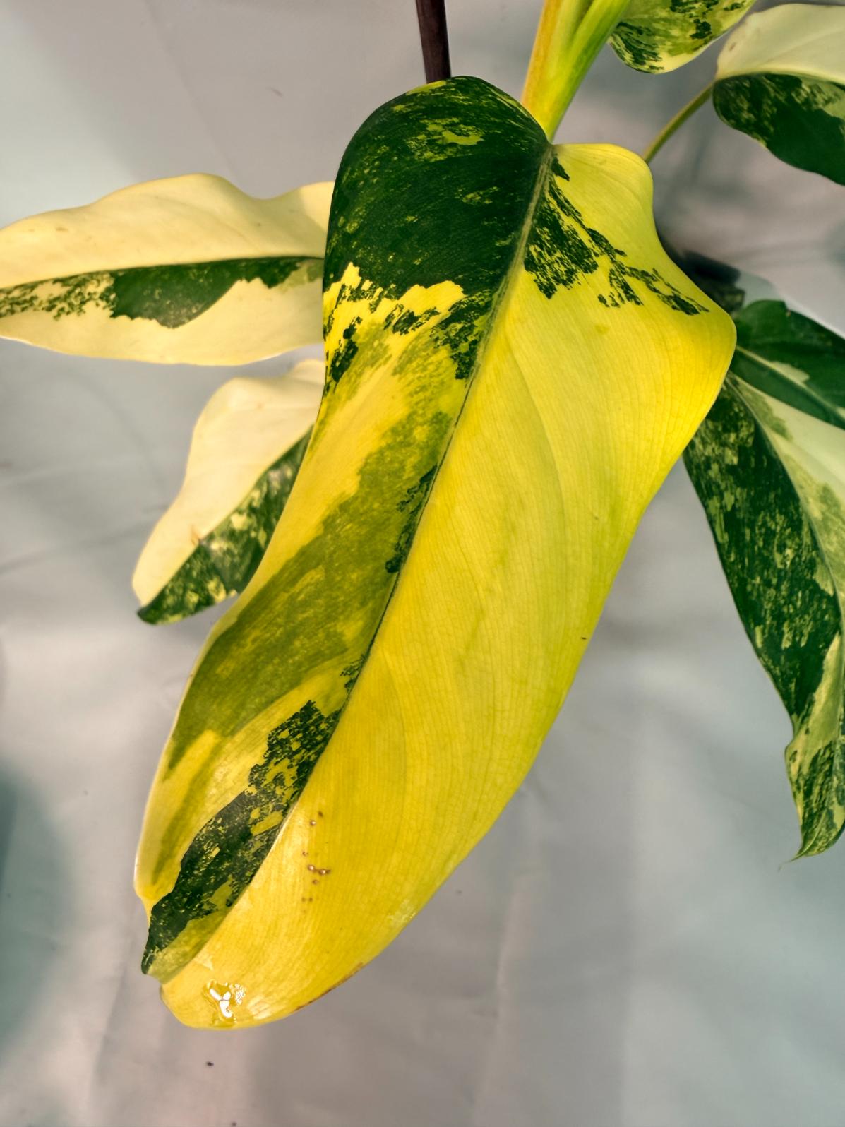 Philodendron Domesticum Variegata 04