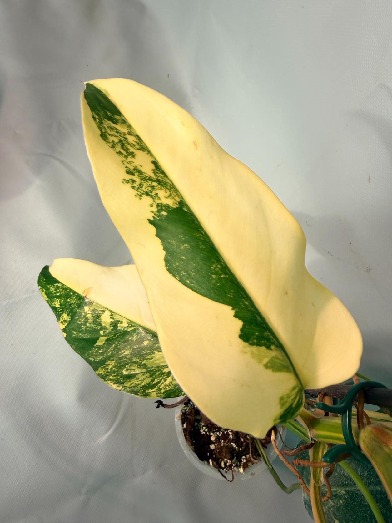 Philodendron Domesticum Variegata 05