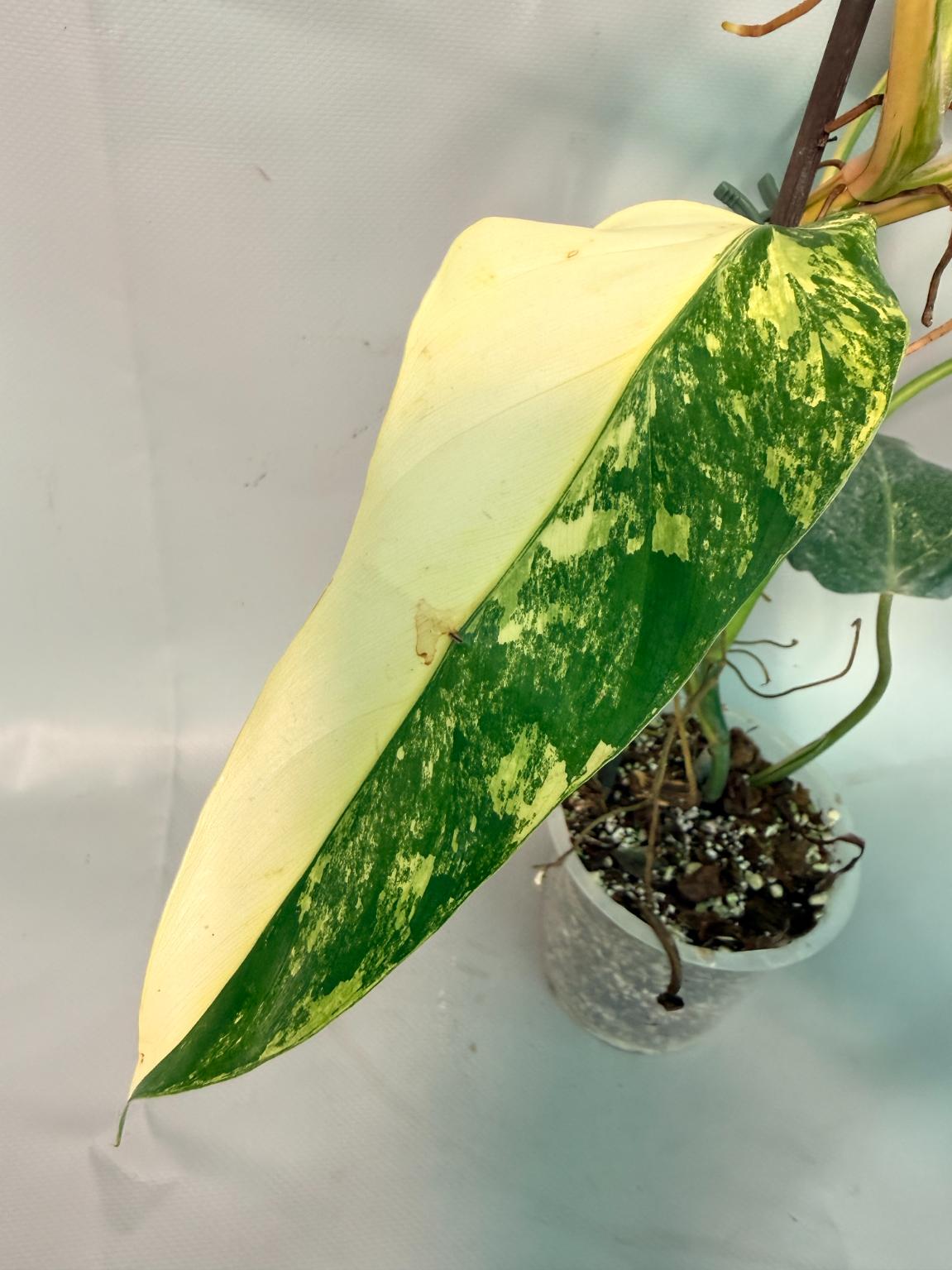 Philodendron Domesticum Variegata 06