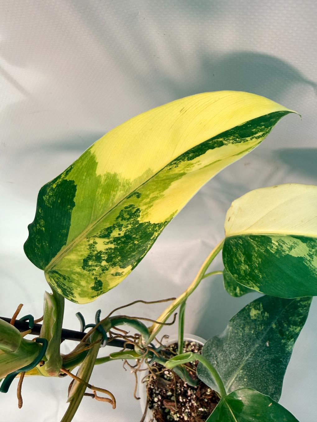 Philodendron Domesticum Variegata 07