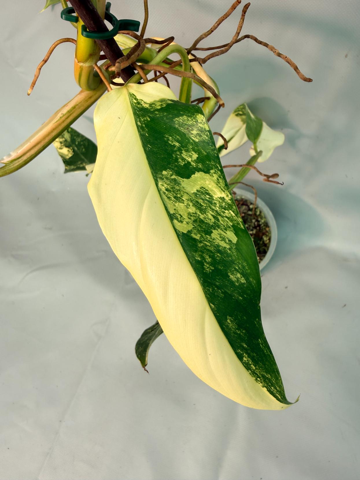 Philodendron Domesticum Variegata 07