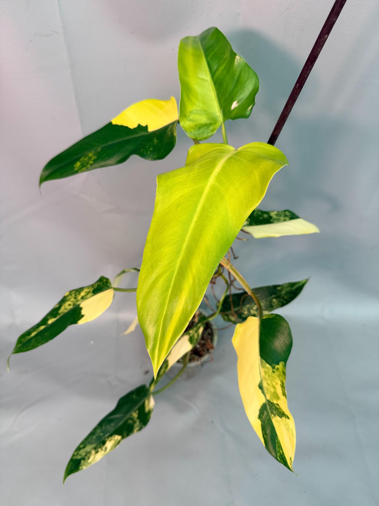 Philodendron Domesticum Variegata 08