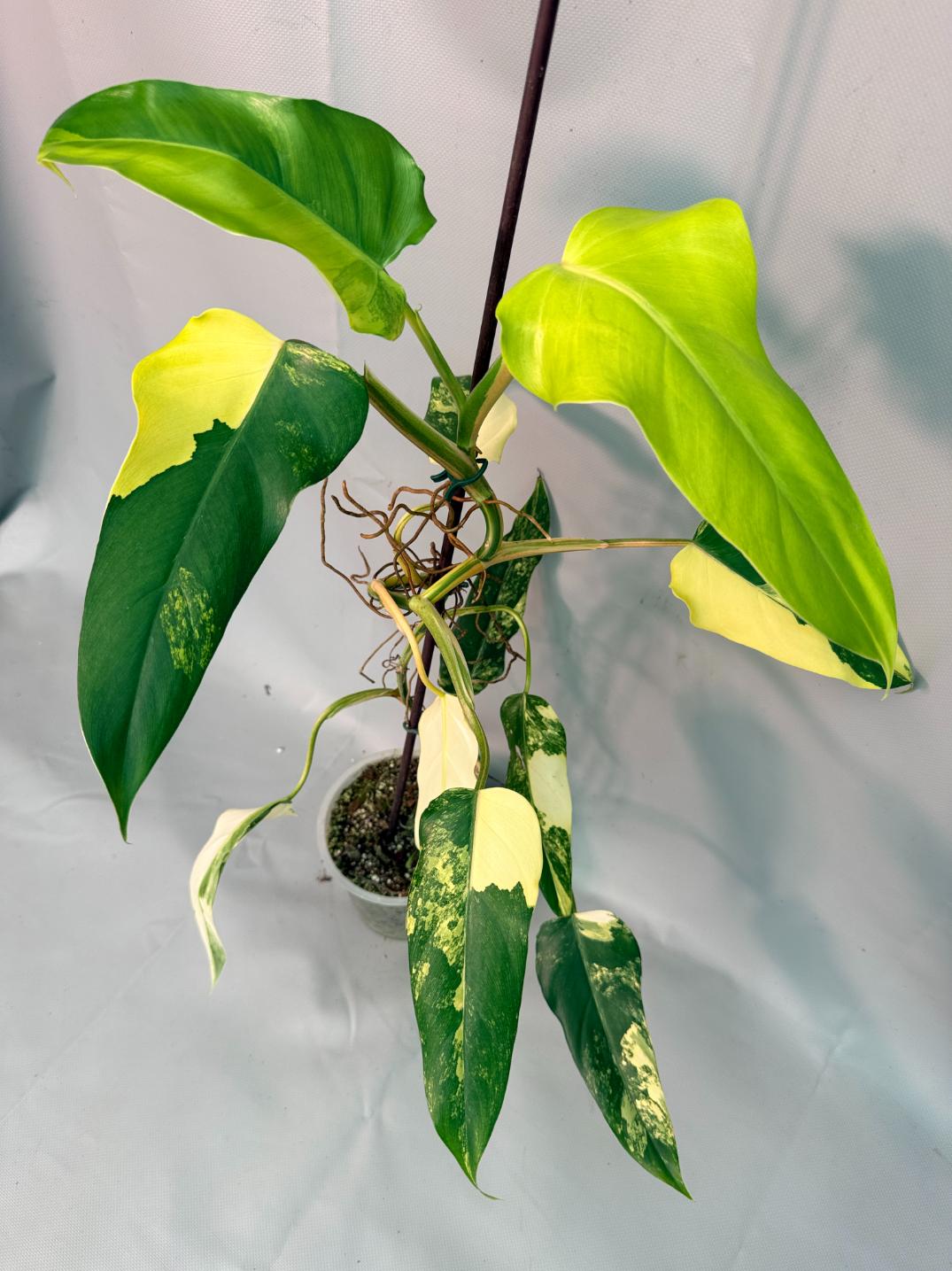 Philodendron Domesticum Variegata 01
