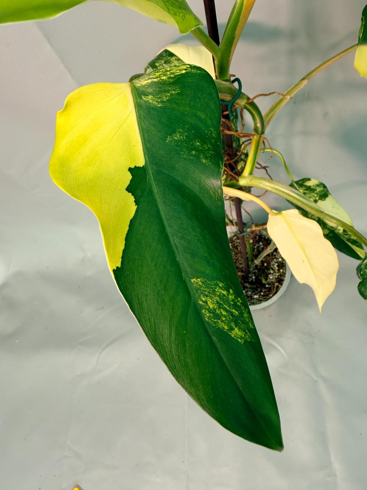 Philodendron Domesticum Variegata 02