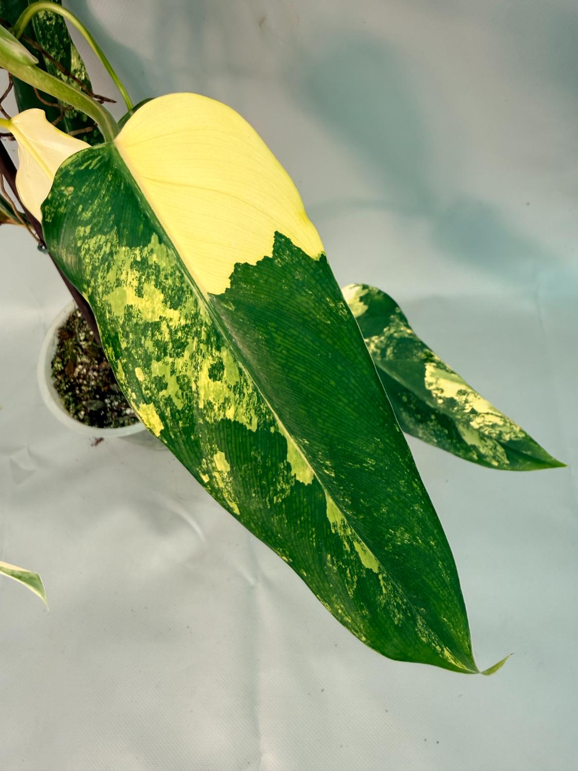 Philodendron Domesticum Variegata 03