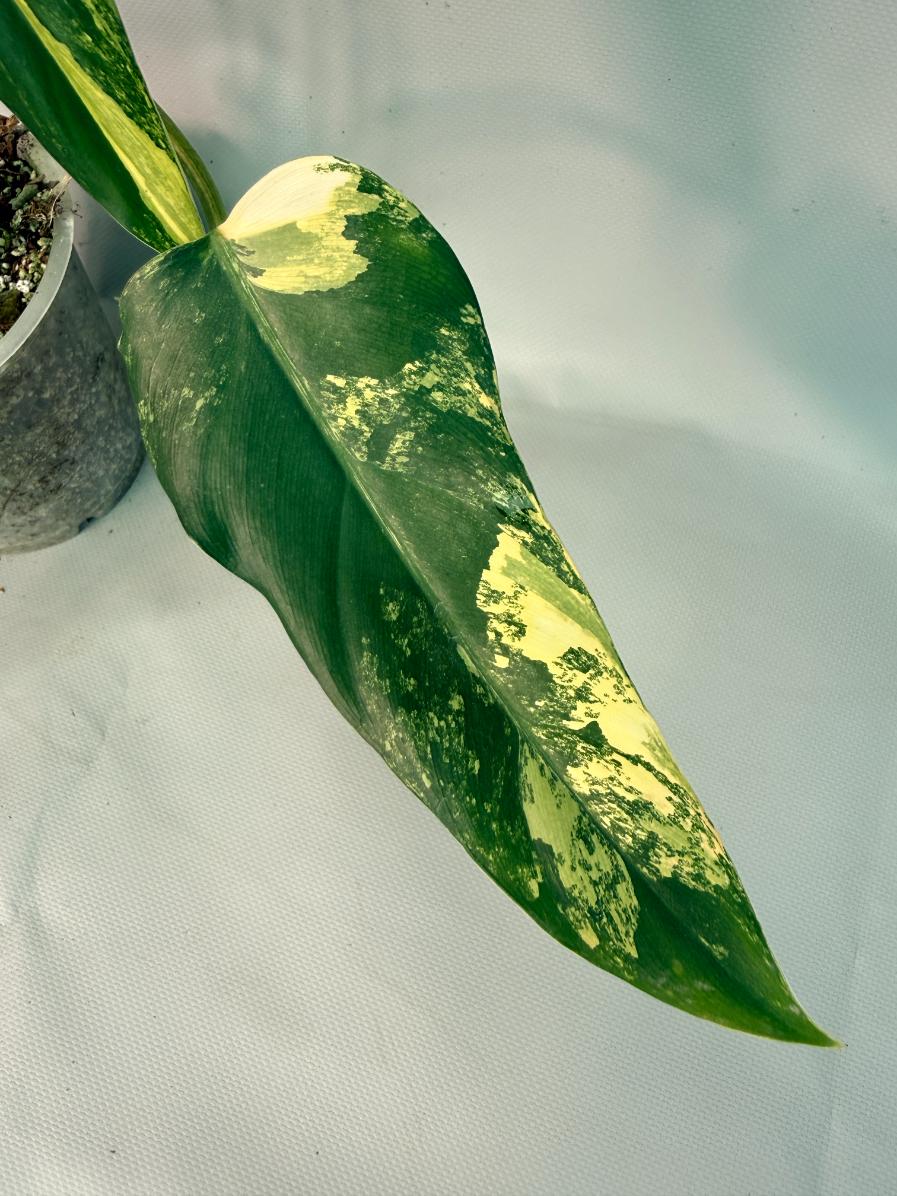 Philodendron Domesticum Variegata 04