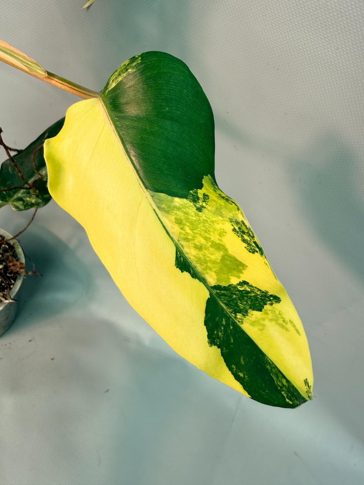Philodendron Domesticum Variegata 05