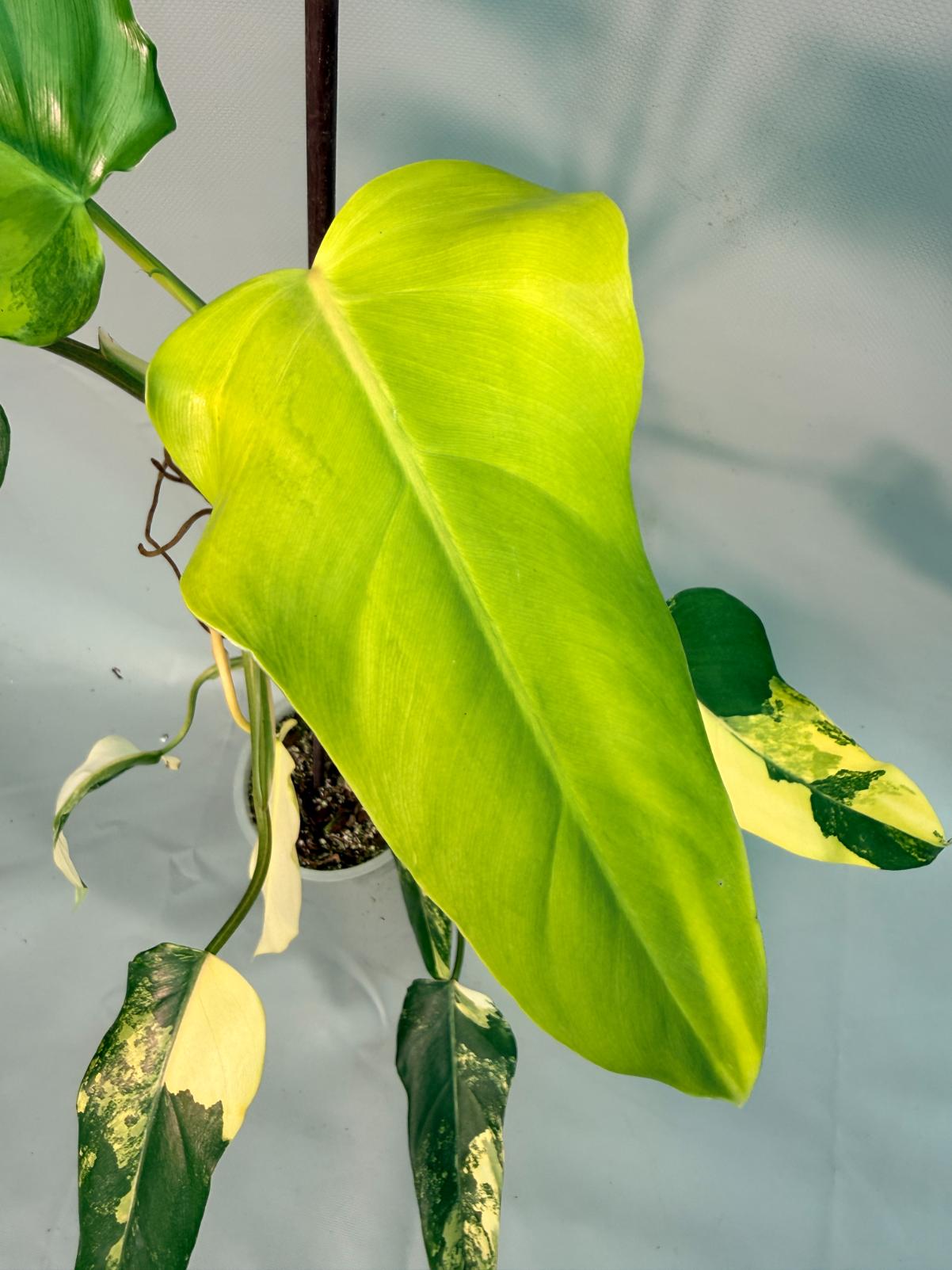 Philodendron Domesticum Variegata 06
