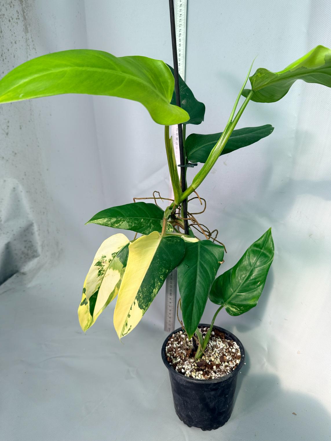 Philodendron Domesticum Variegata 1