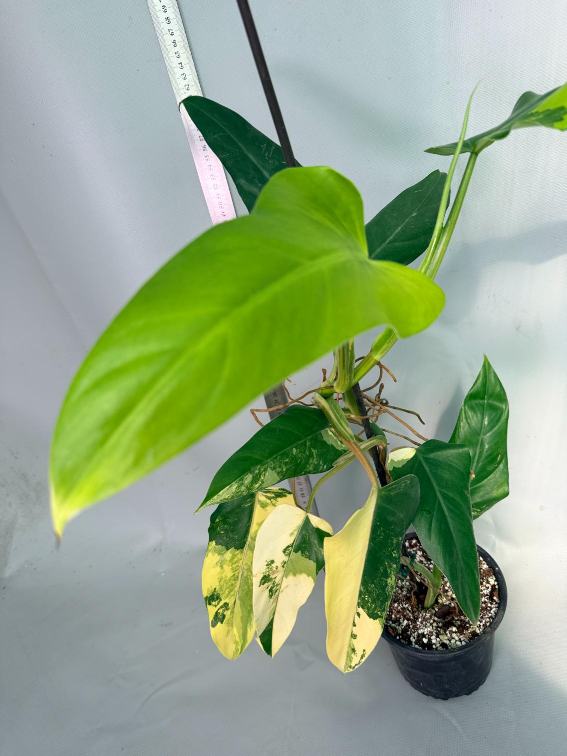 Philodendron Domesticum Variegata 9