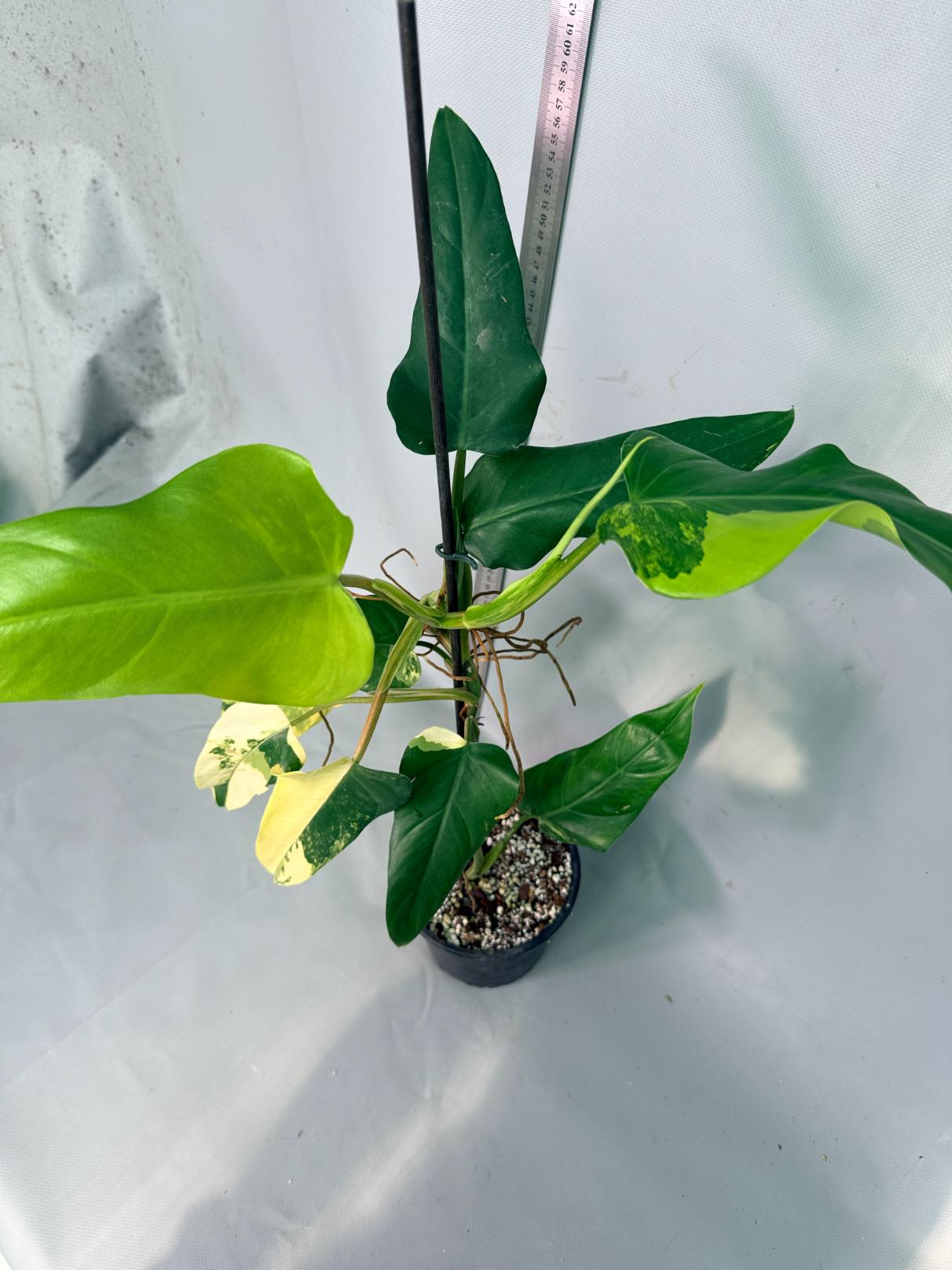 Philodendron Domesticum Variegata 4
