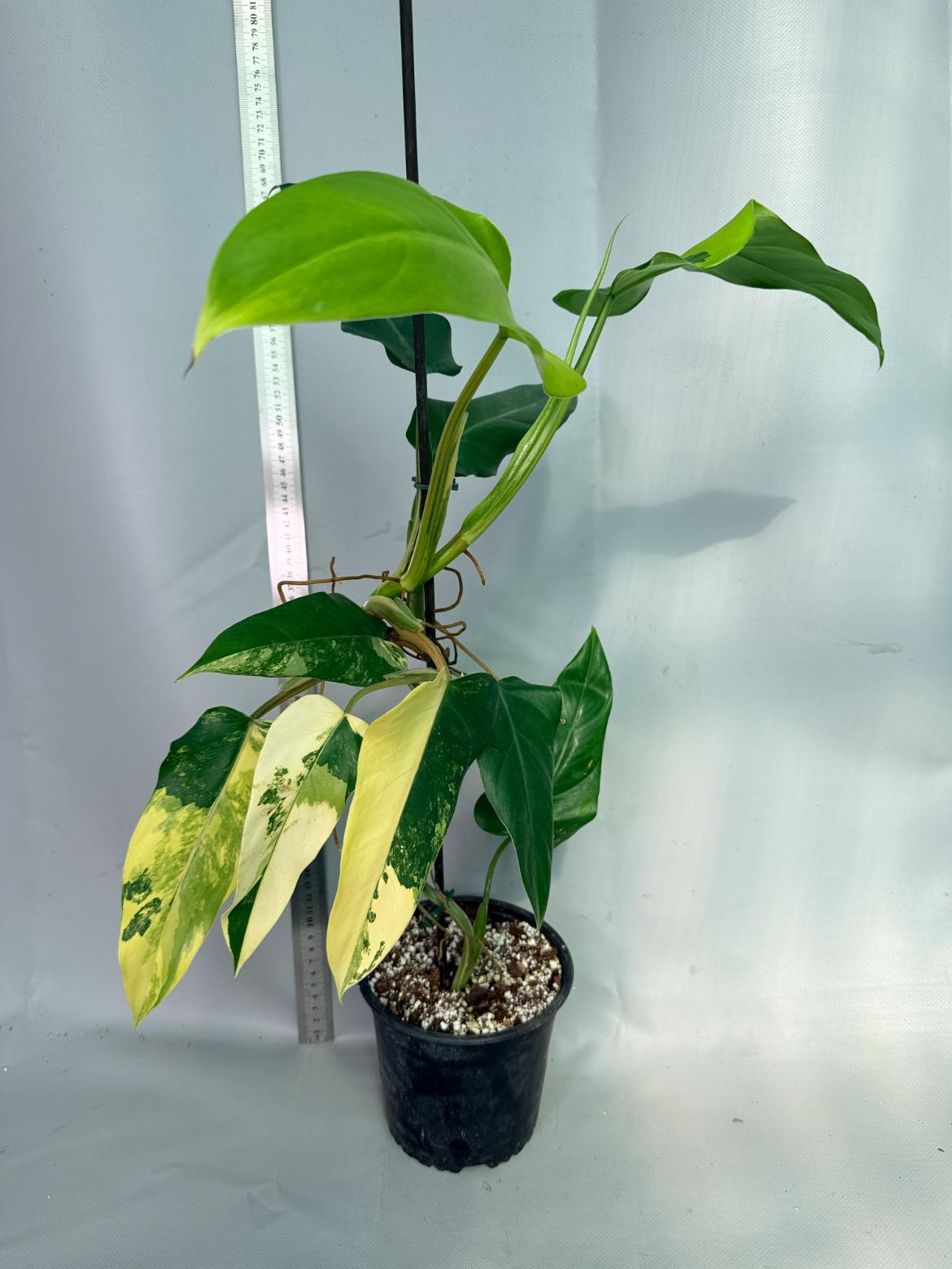 Philodendron Domesticum Variegata 5