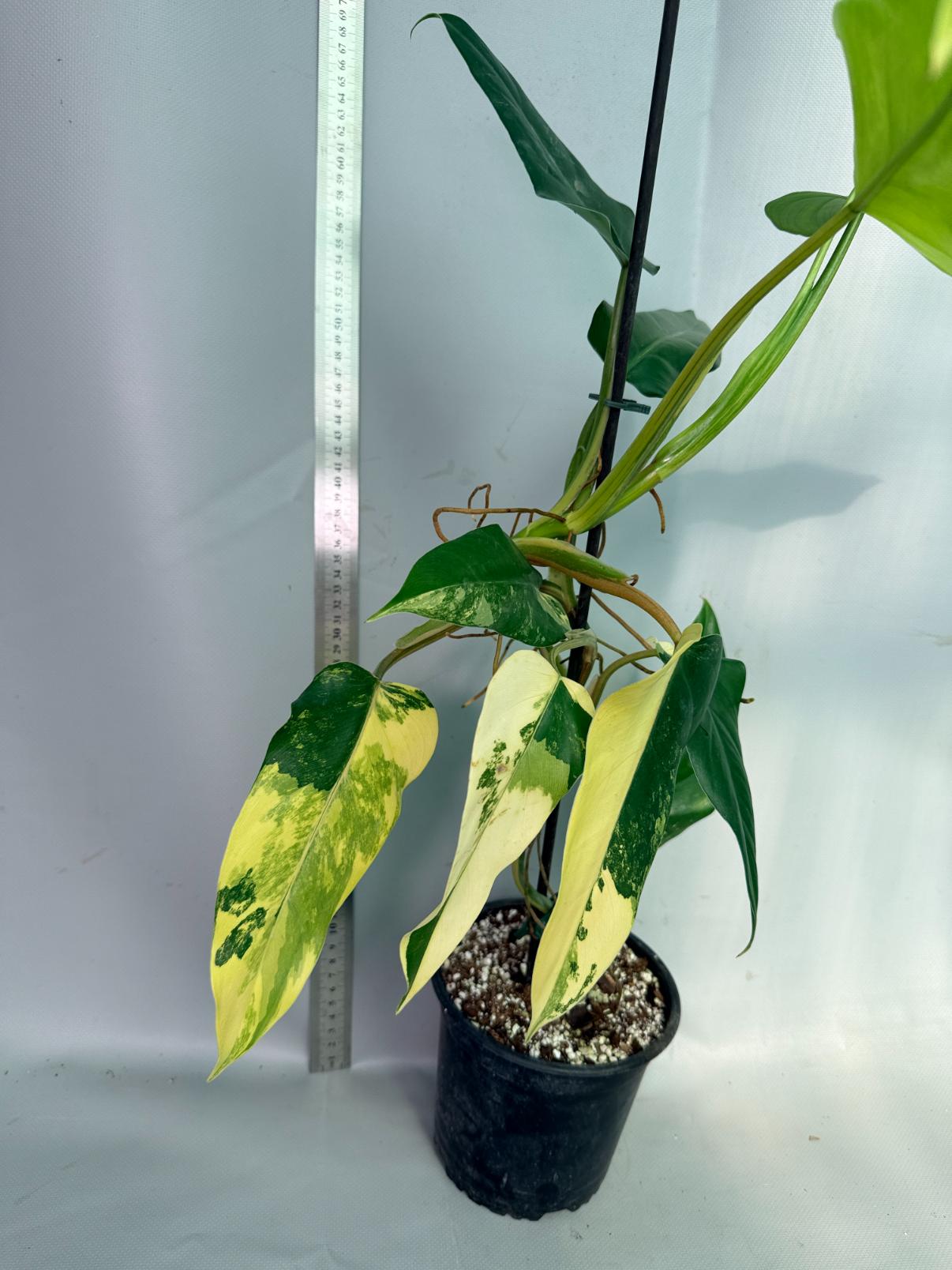 Philodendron Domesticum Variegata 6