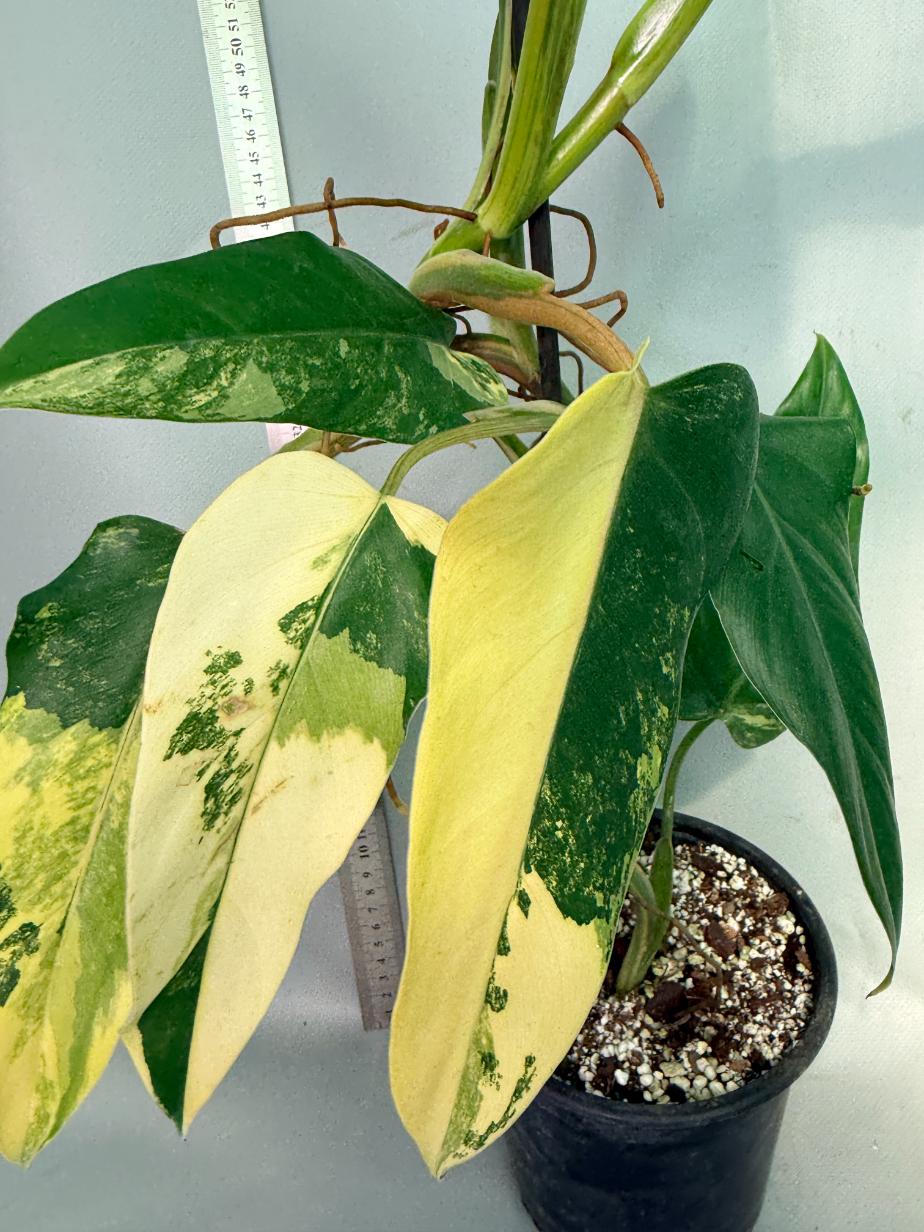 Philodendron Domesticum Variegata 3