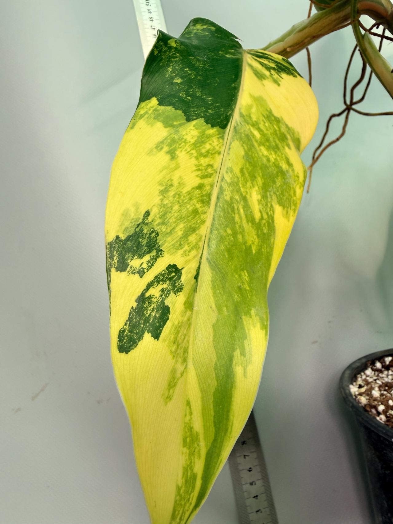 Philodendron Domesticum Variegata 2