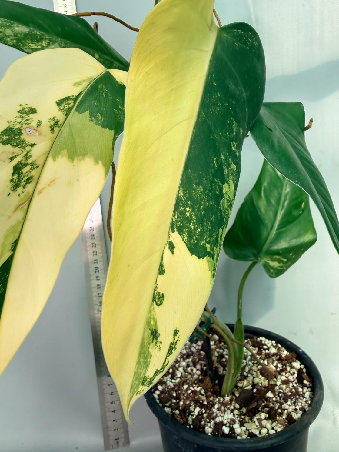 Philodendron Domesticum Variegata 7