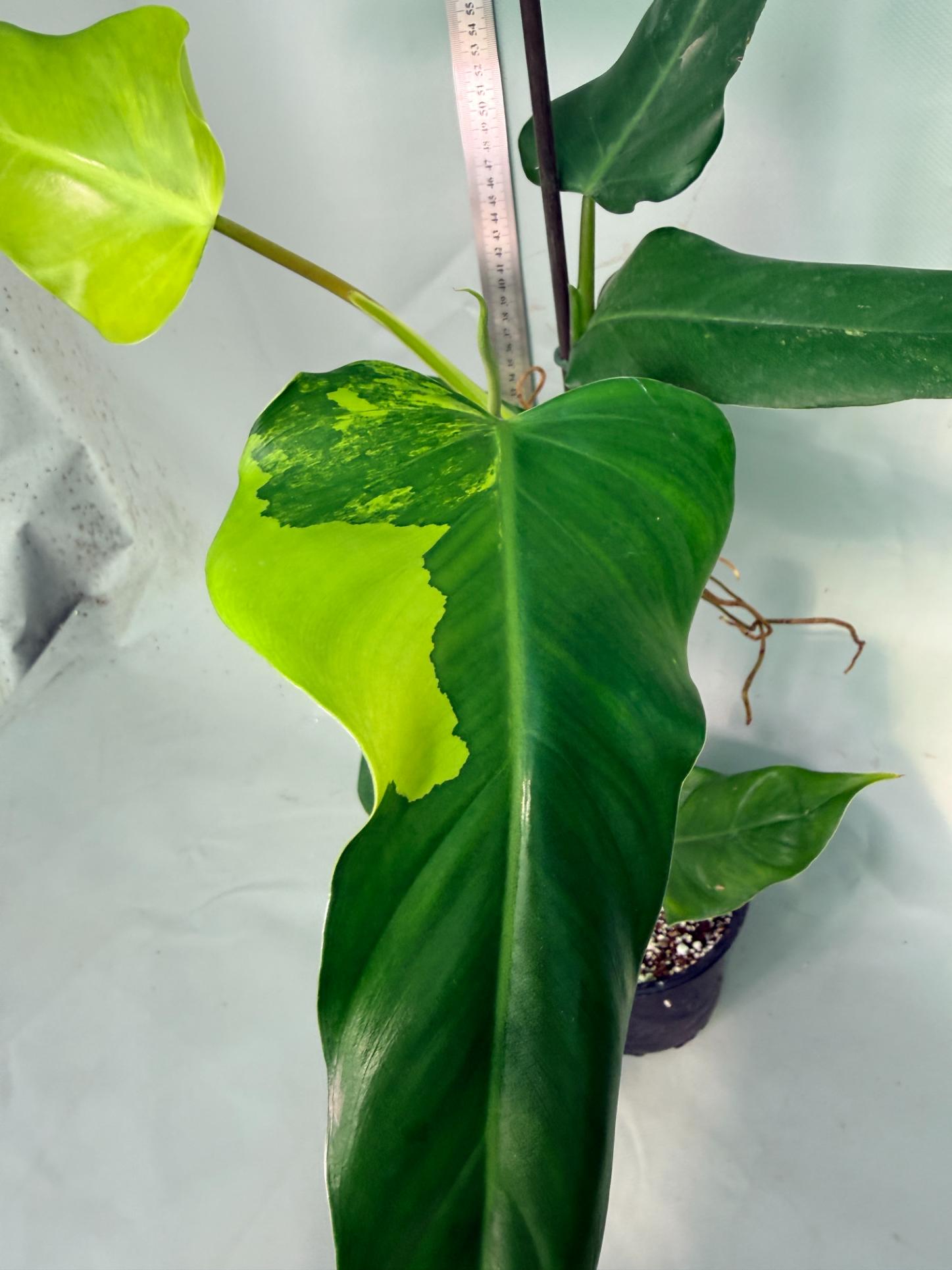 Philodendron Domesticum Variegata 8