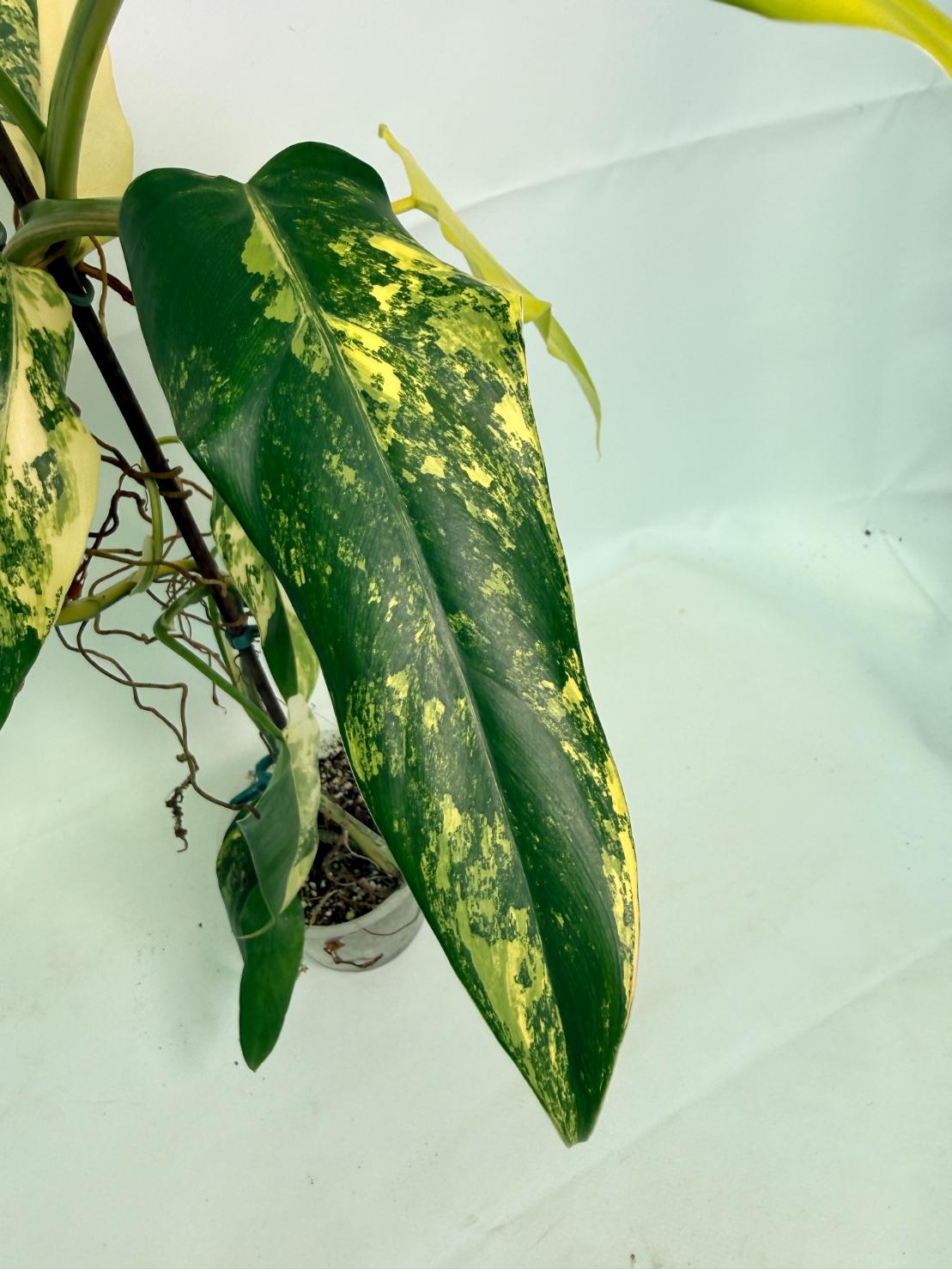 Philodendron Domesticum Variegata 07